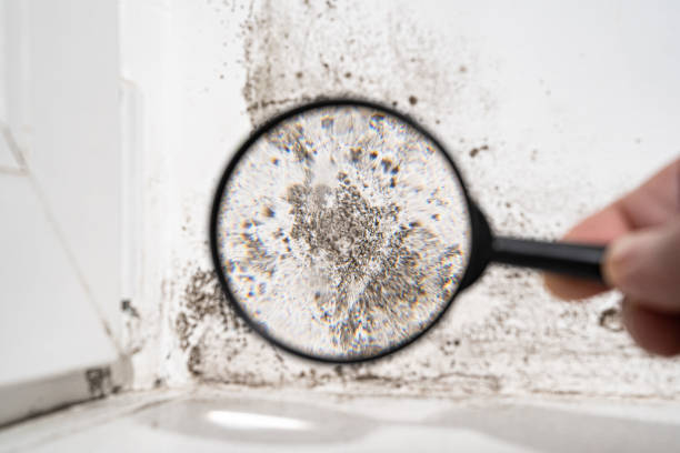 Best Residential Mold Inspection & Testing  in Garden View, PA